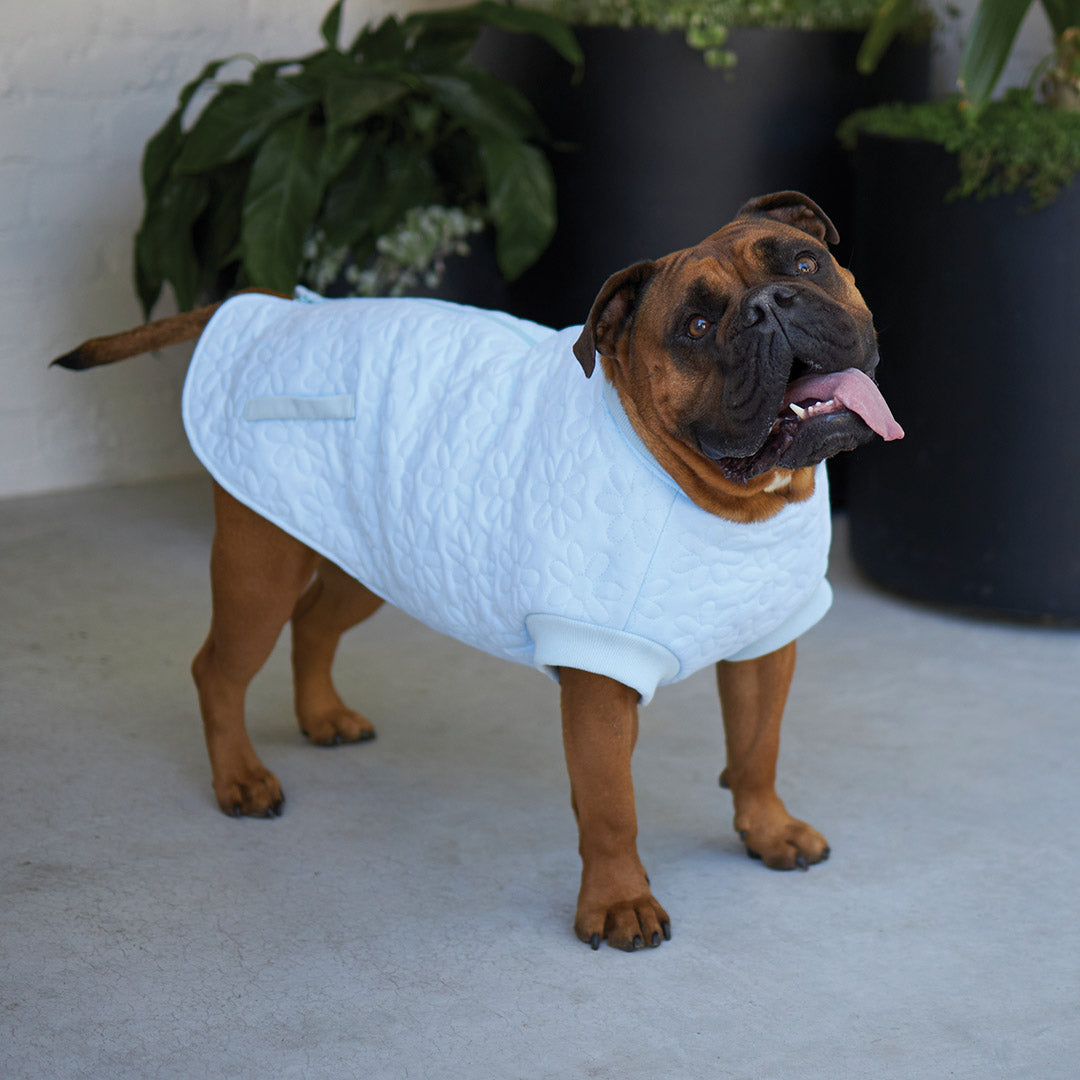 Flower Dog Jacket - Blue
