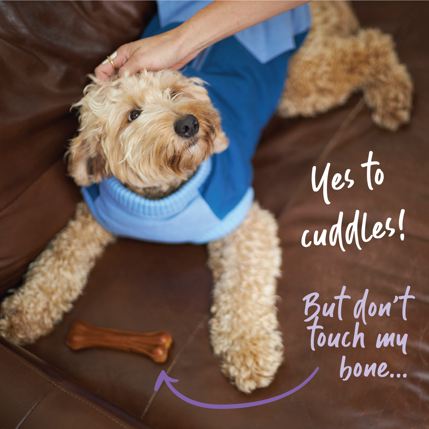 Kick Back Dog Jacket - Blue