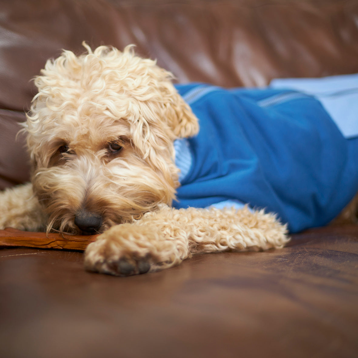 Kick Back Dog Jacket - Blue