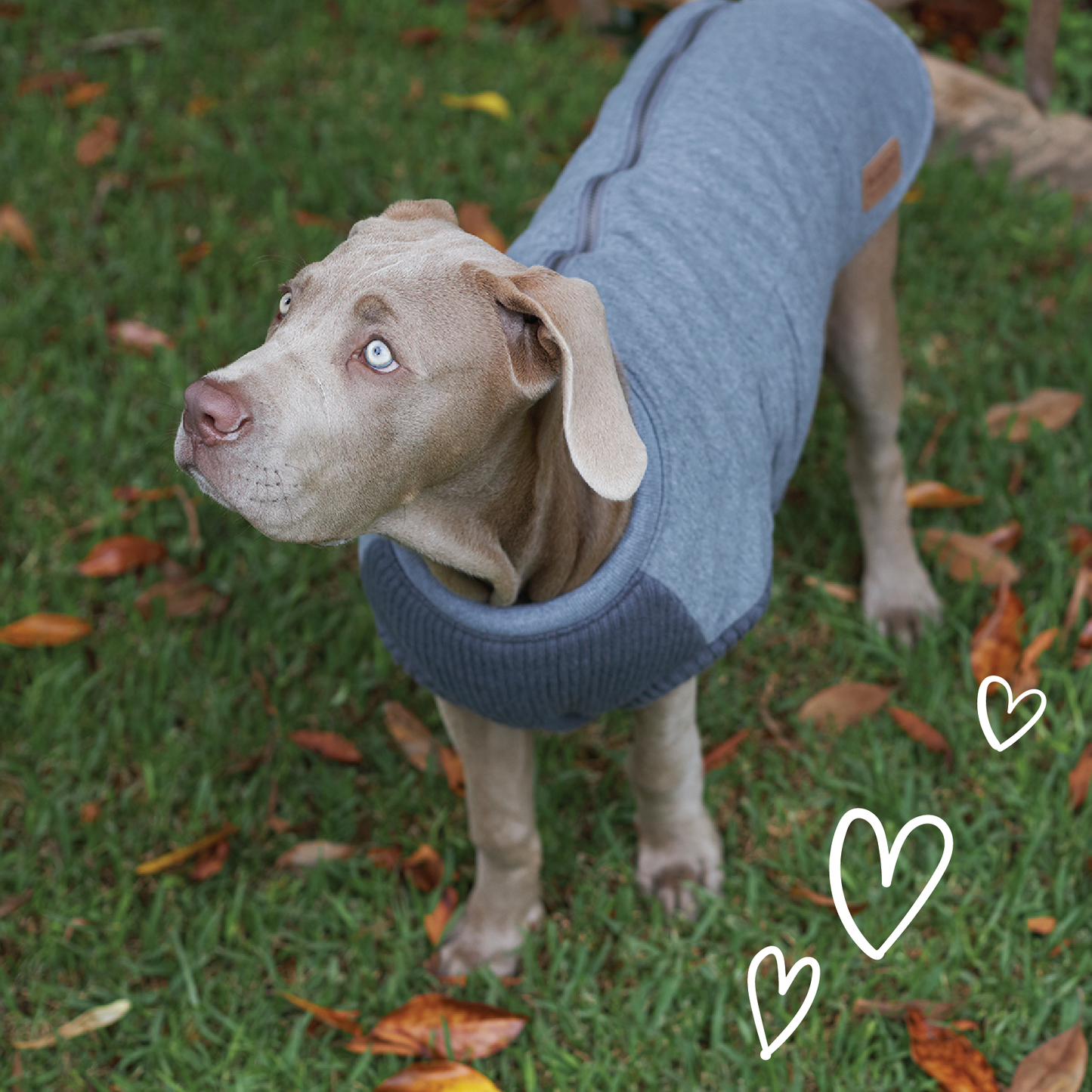 Armadillo Dog Jacket