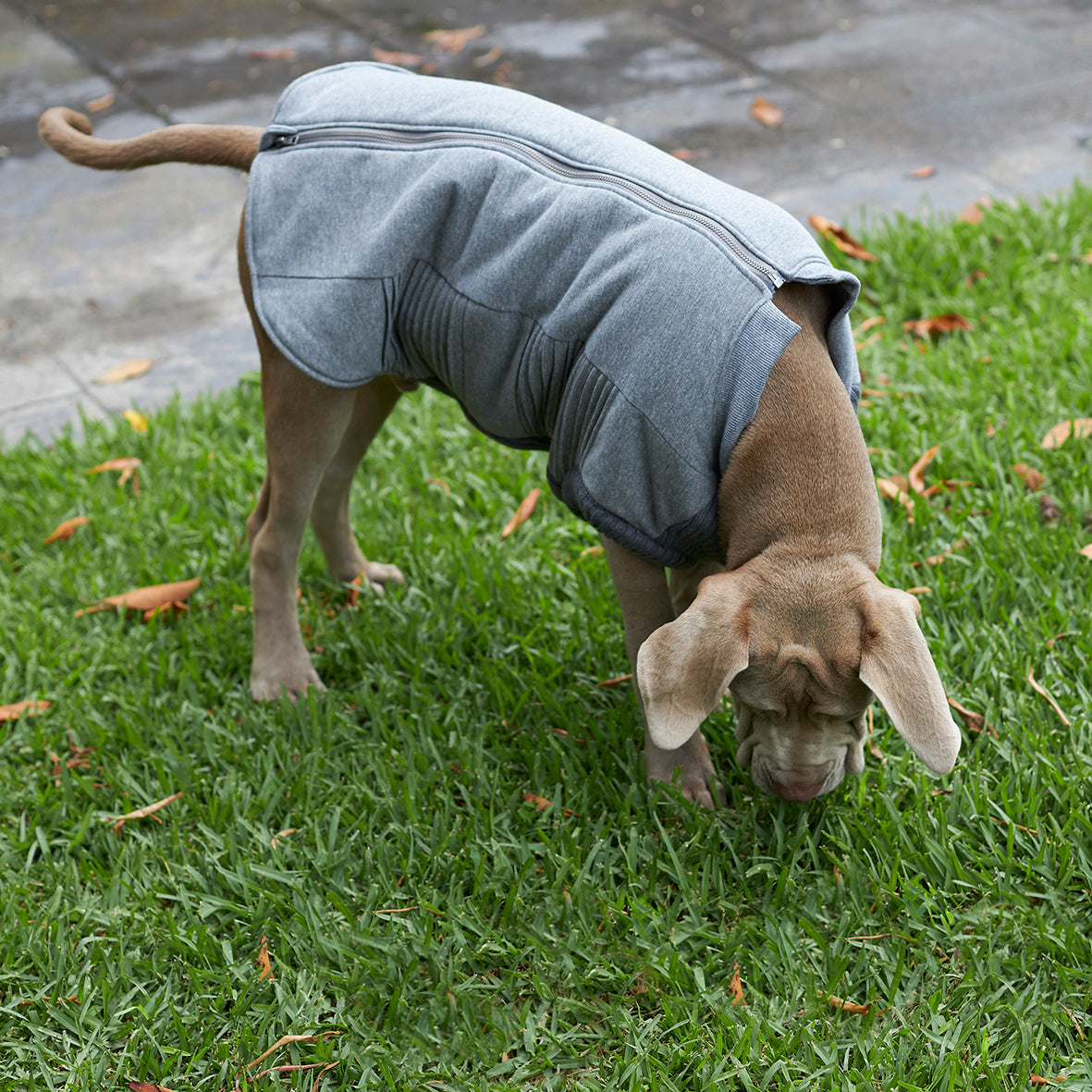 Armadillo Dog Jacket